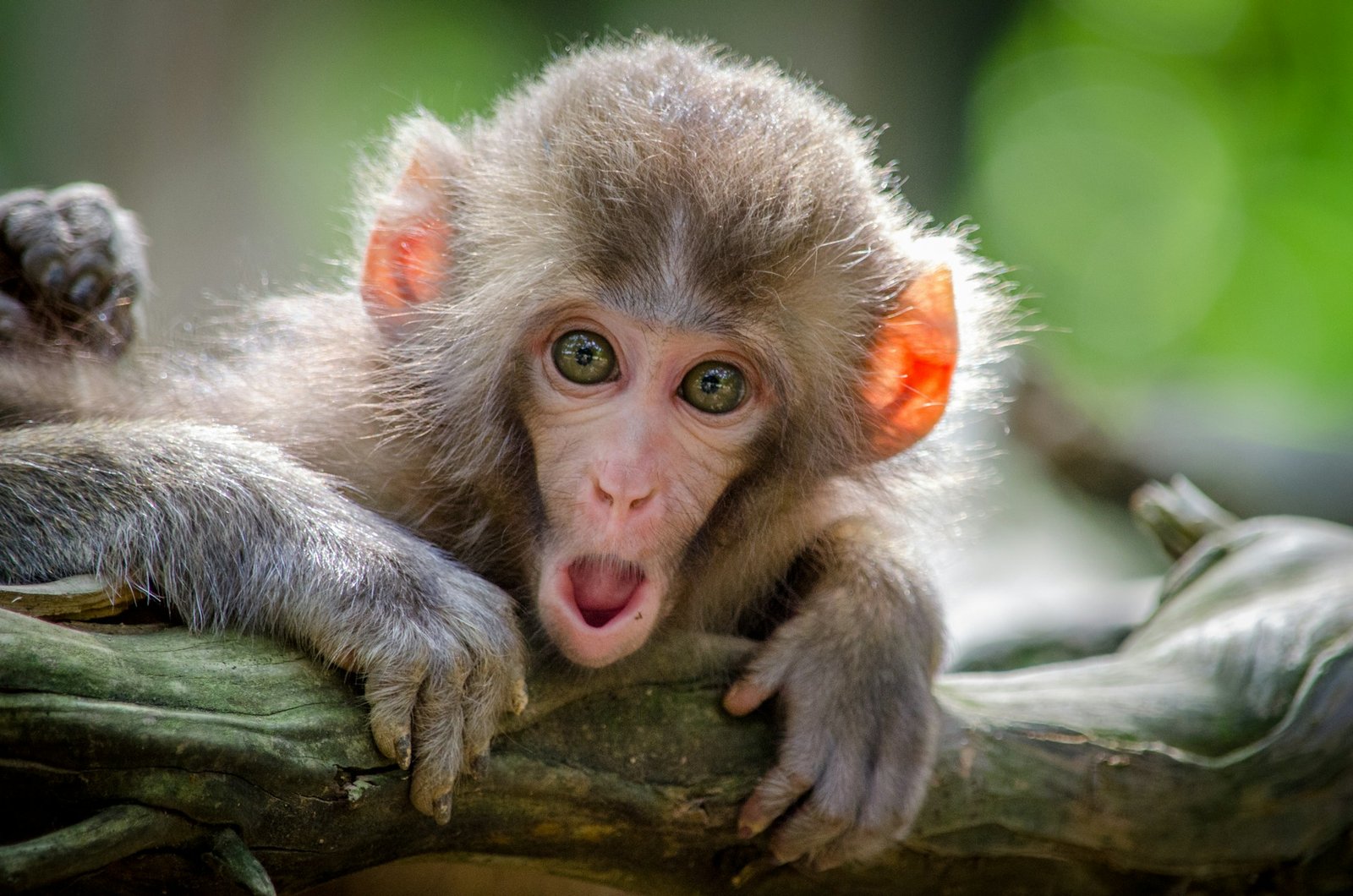 Chimpanzee