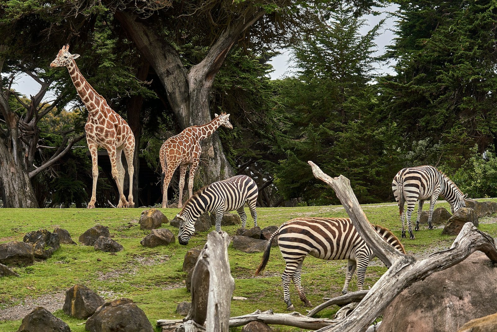 Giraffe standing tall against the African sky