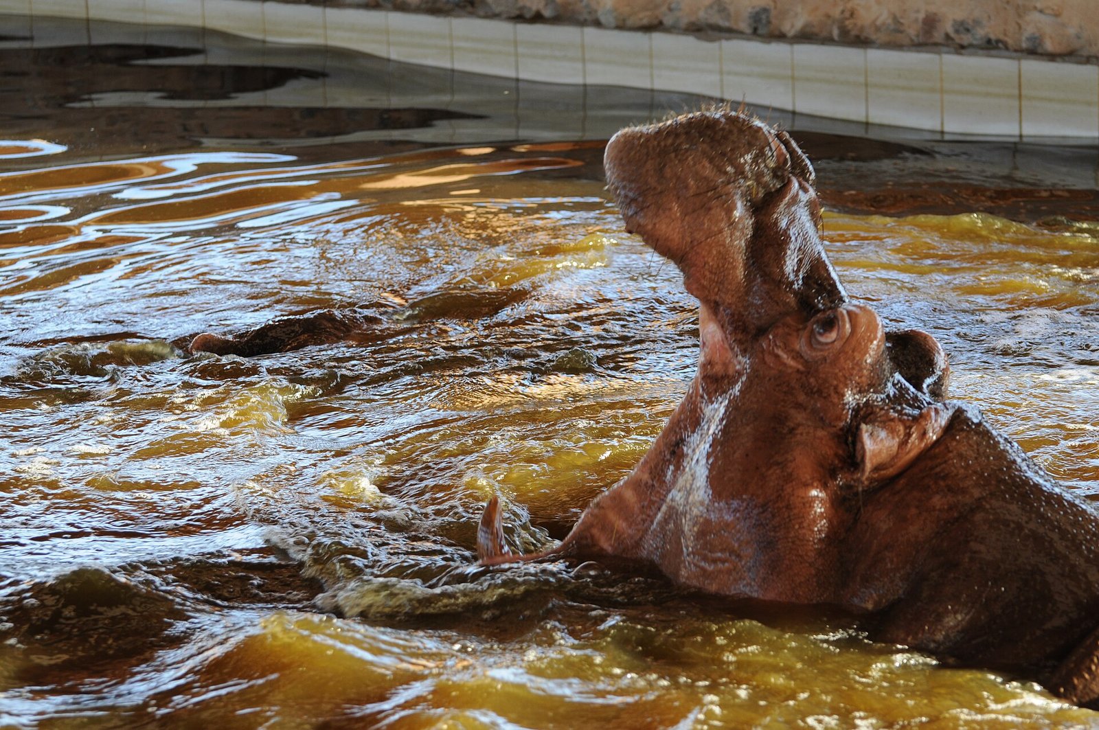 Hippopotamus in the waters of an African river