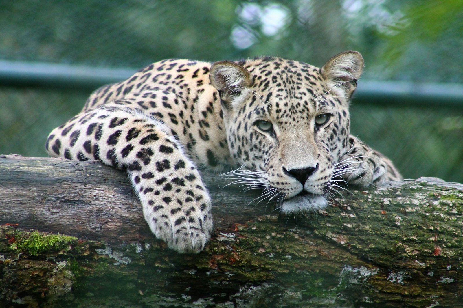 Leopard resting on a tree branch in the wild