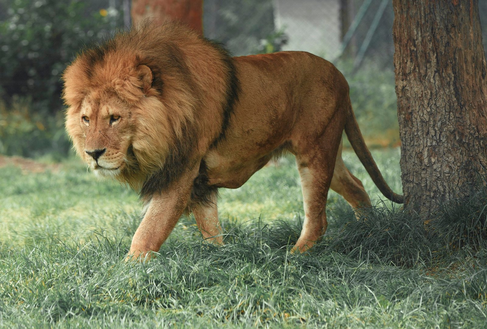 Majestic African lion in golden savanna light