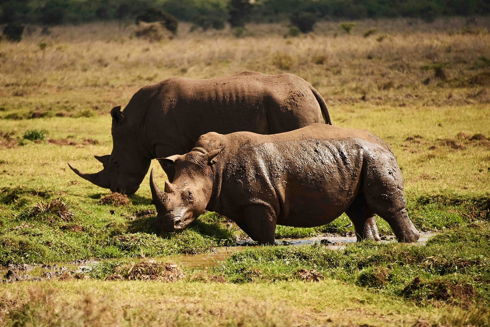 White rhinoceros in its natural habitat