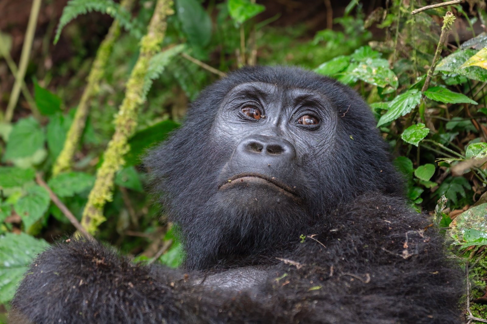 The Ultimate Bwindi Gorilla Trekking Guide & Packing Checklist