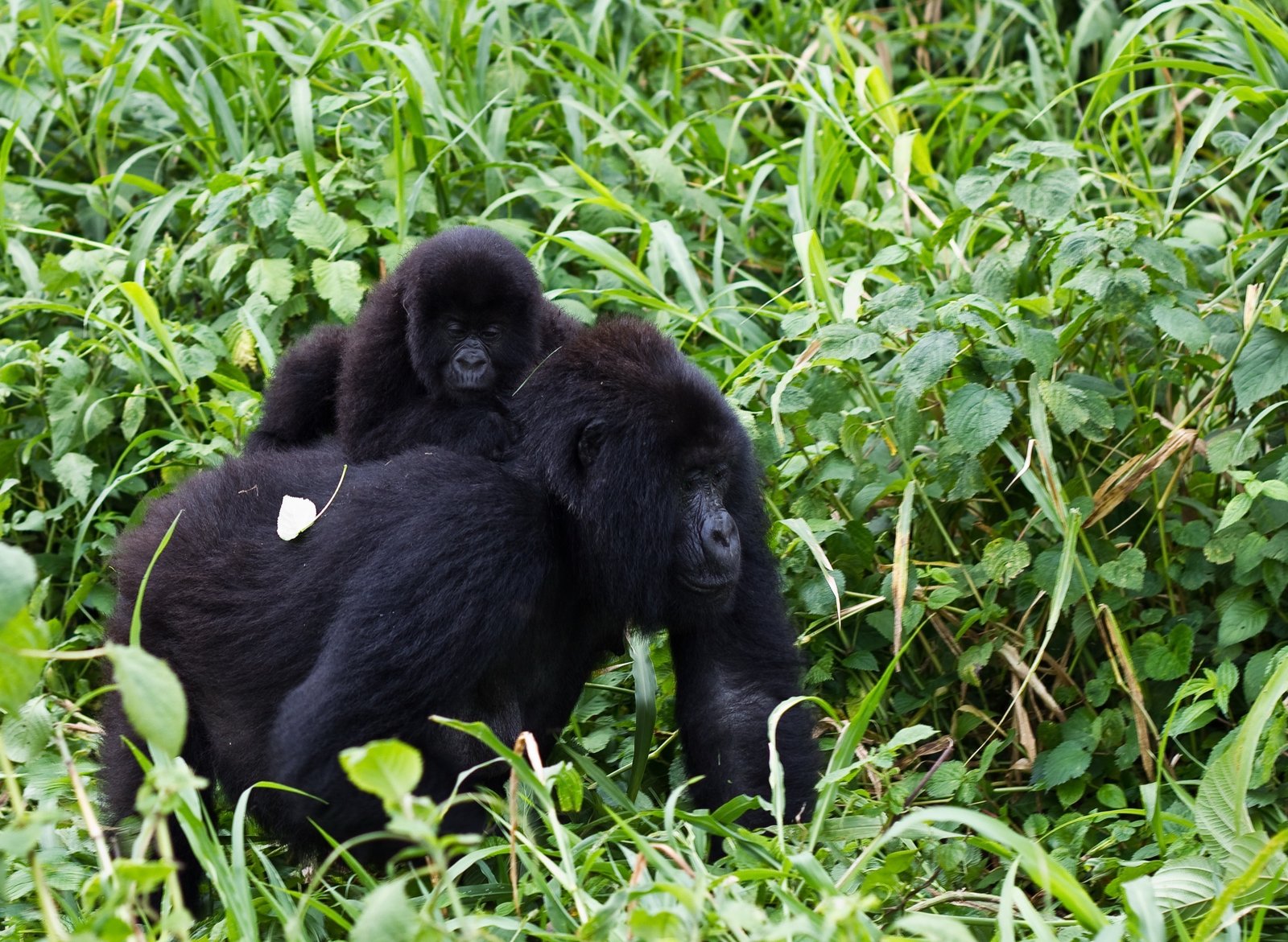 6-Day DR Congo Mountain & Lowland Gorillas Expedition