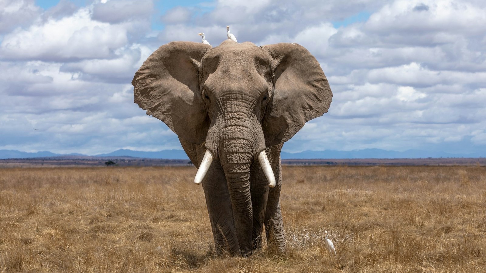 Halal Safari Experiences in Uganda: Hospitality, Prayer & Peace of Mind