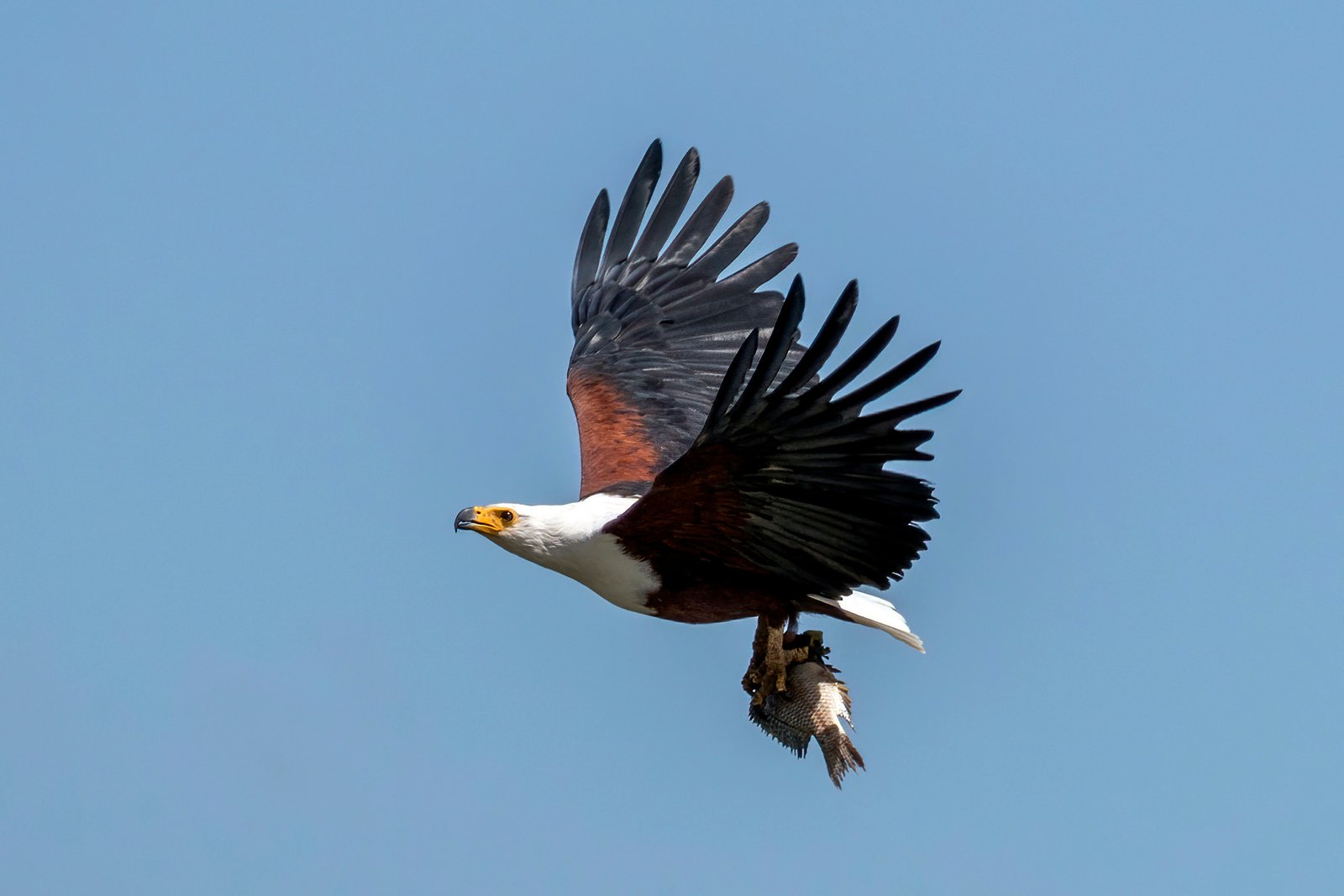 African Fish Eagle Overlooking Kazinga Channel