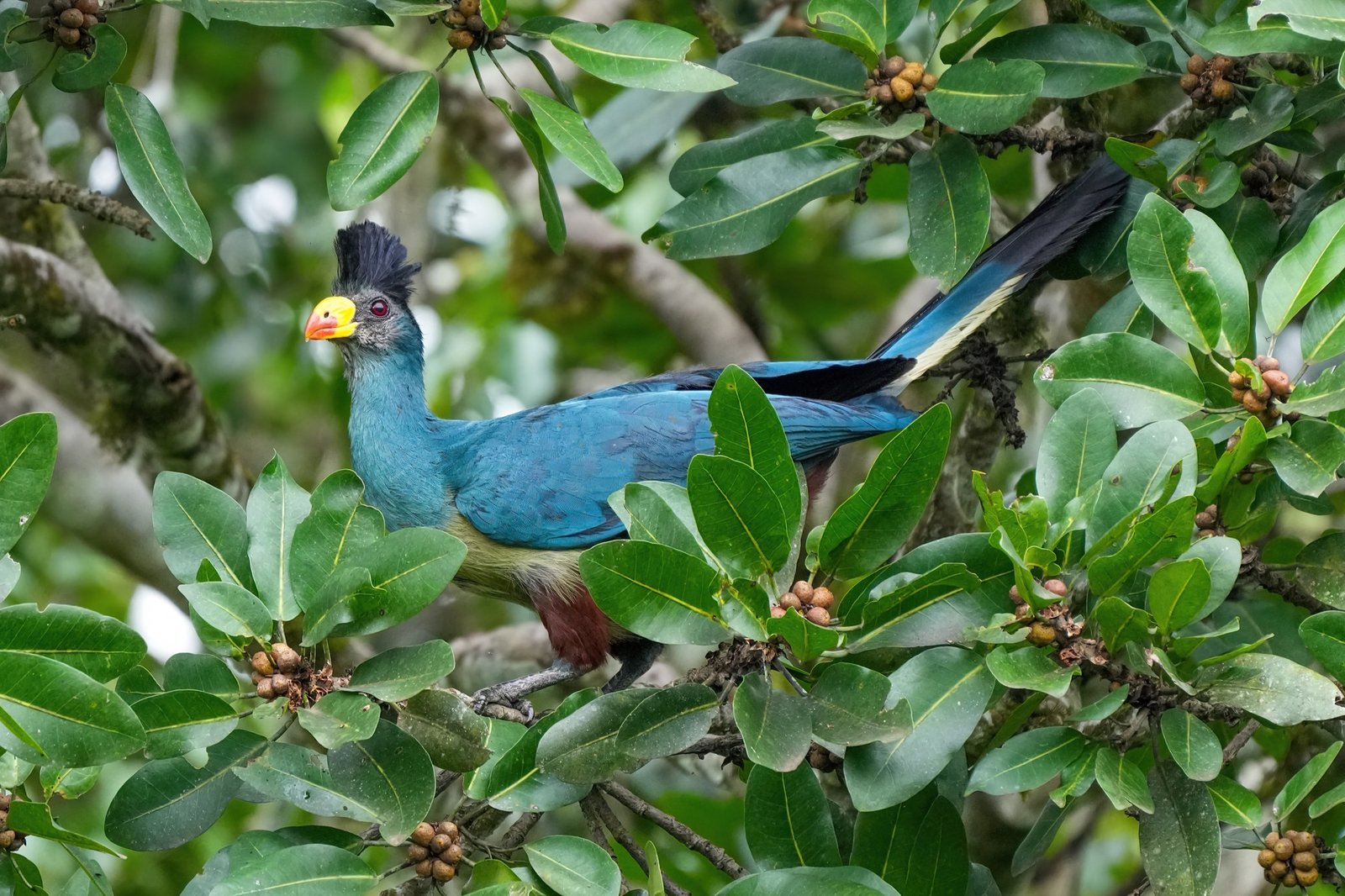 Great Blue Turaco in Kibale Canopy