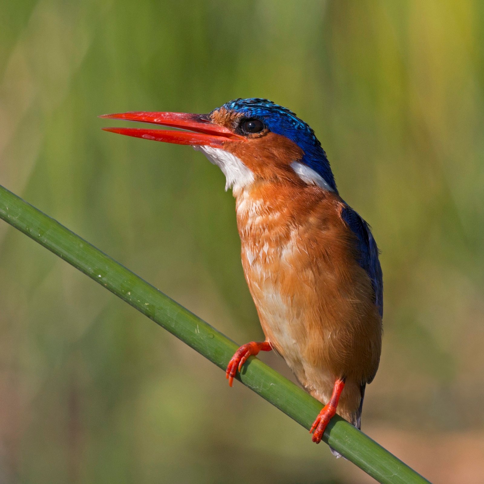 4-Day Murchison Falls Wildlife & Birds – Uganda's Greatest Waterfall