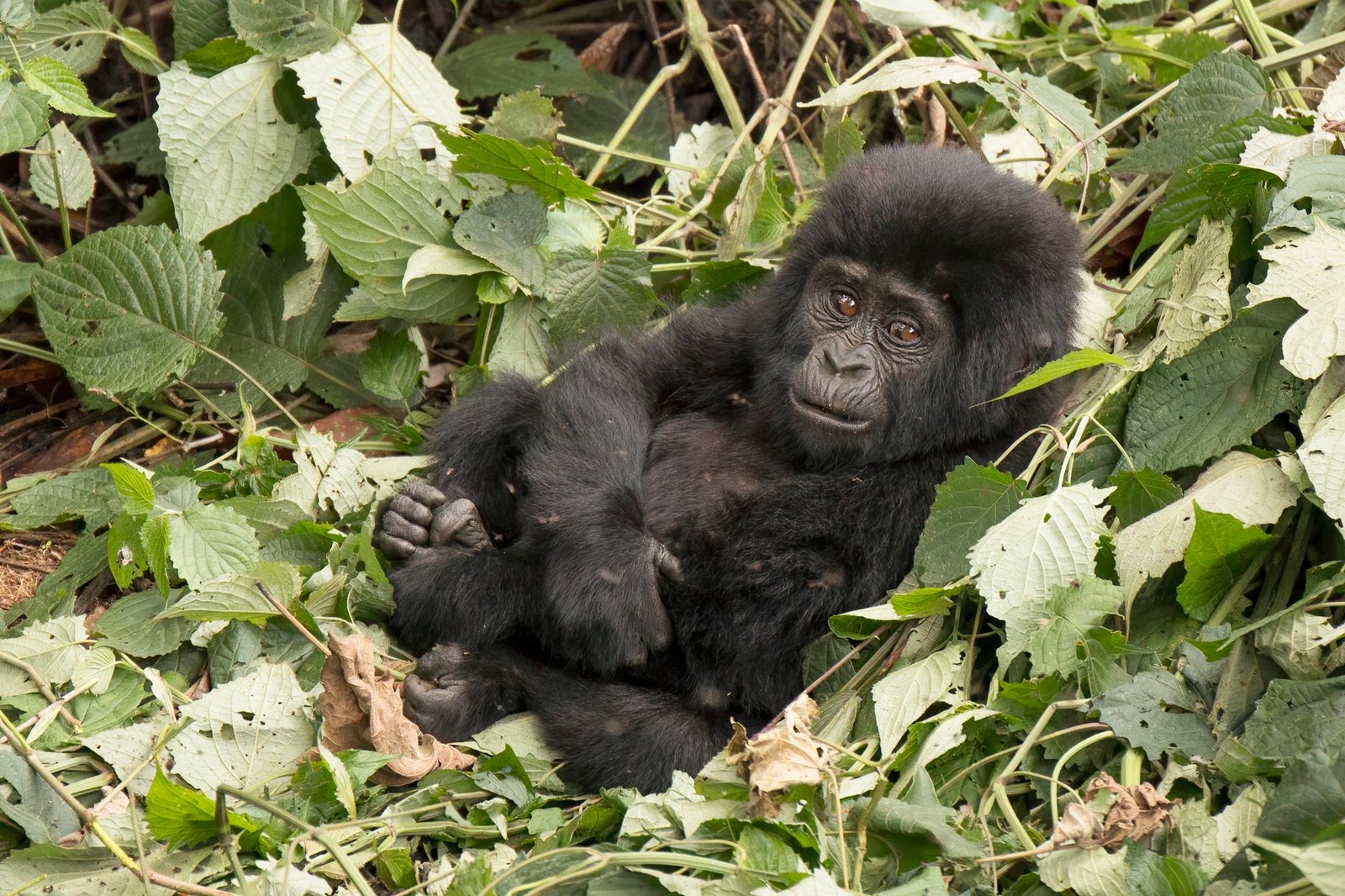 Young Mountain Gorilla Clinging to Foliage