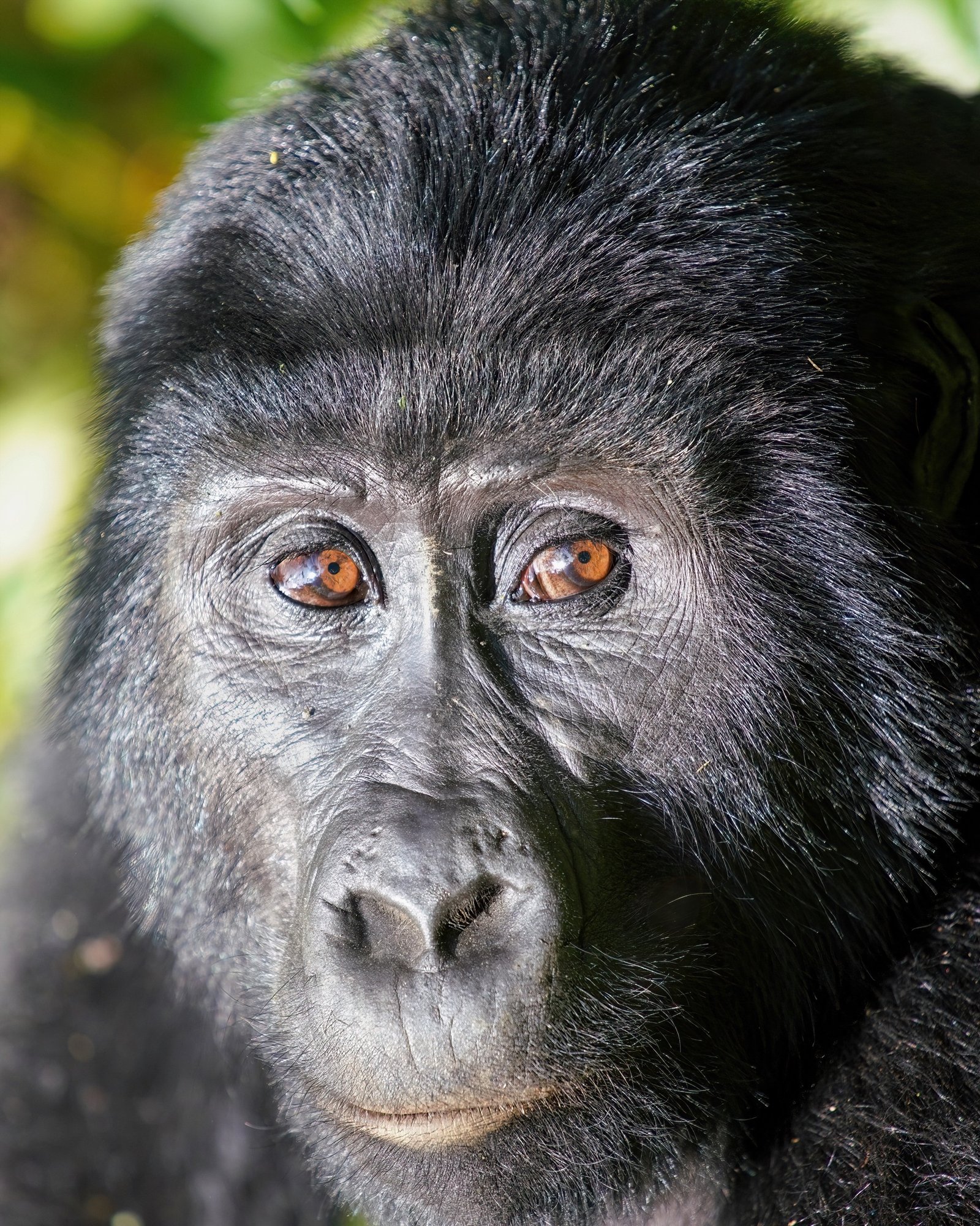 Intimate Wild Mountain Gorilla Portrait