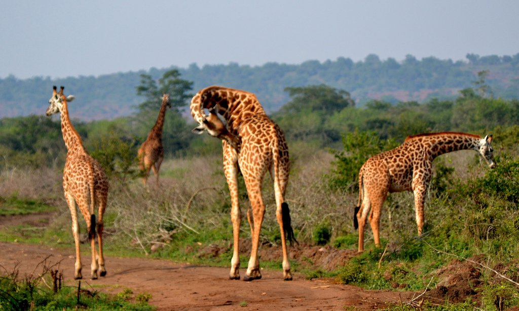 Akagera Savanna Giraffes, Rwanda