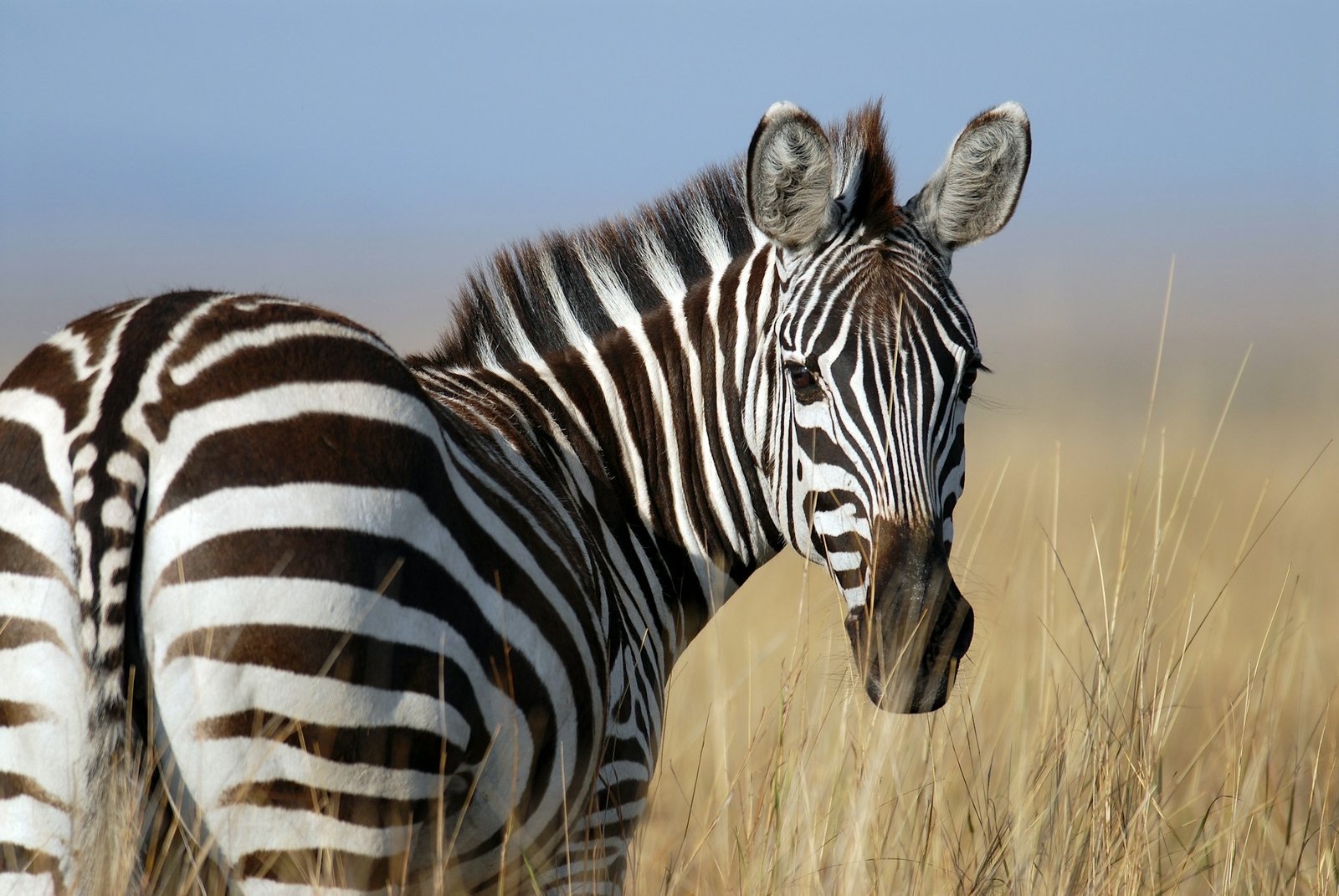 Plains Zebras in Lake Mburo National Park