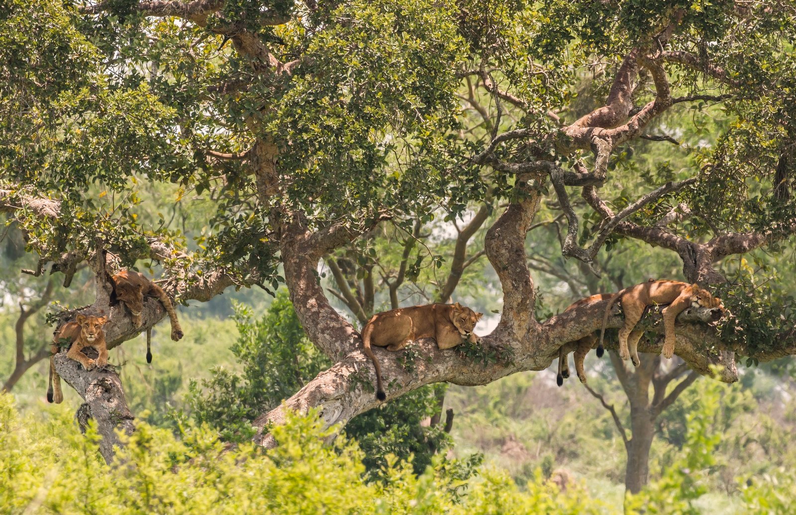 4-Day Queen Elizabeth National Park Tour – Uganda's Savannah Jewel