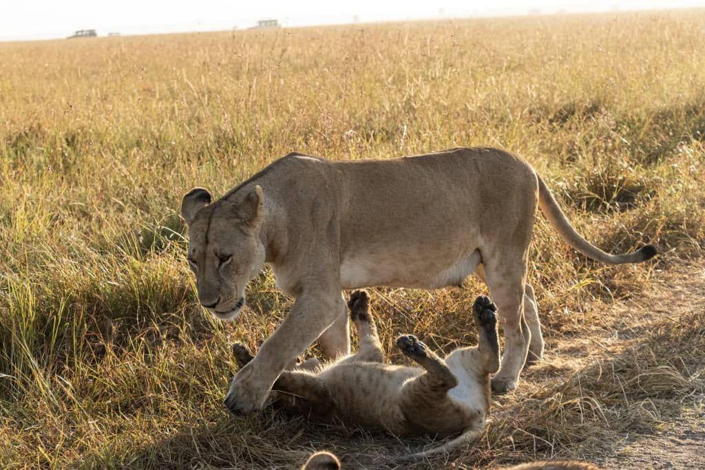 3-Day Tarangire & Ngorongoro Crater Safari – Tanzania's Northern Circuit Highlights