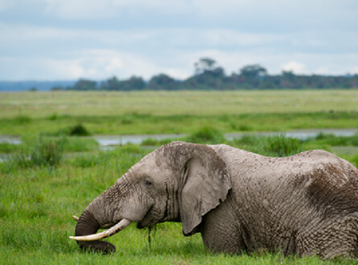 Lake Nakuru & Great Rift Valley
