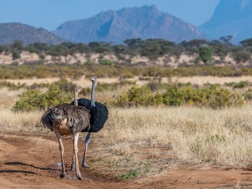 Tsavo East & Tsavo West